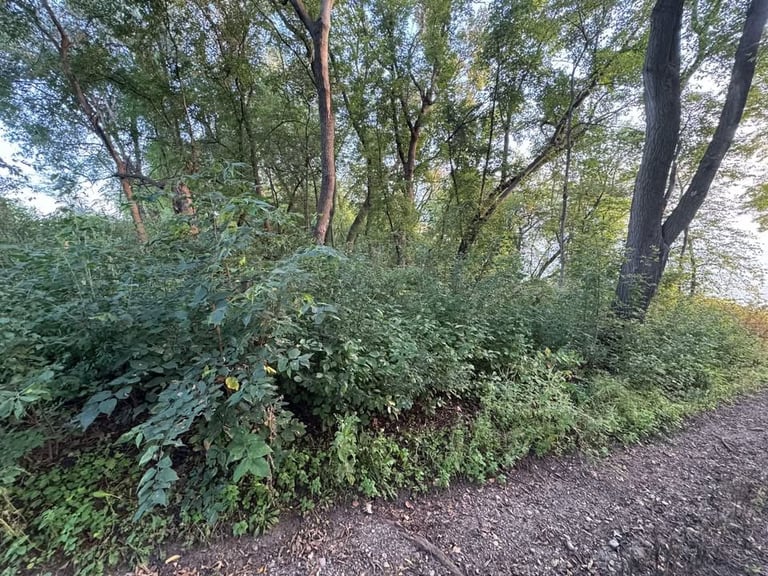 Dense green foliage and ivy-covered vegetation along a wooded path with tall trees and dappled sunlight