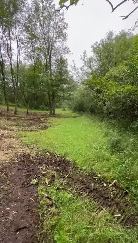 Scenic woodland path with tall trees lining both sides and lush green grass in the clearing, under overcast sky