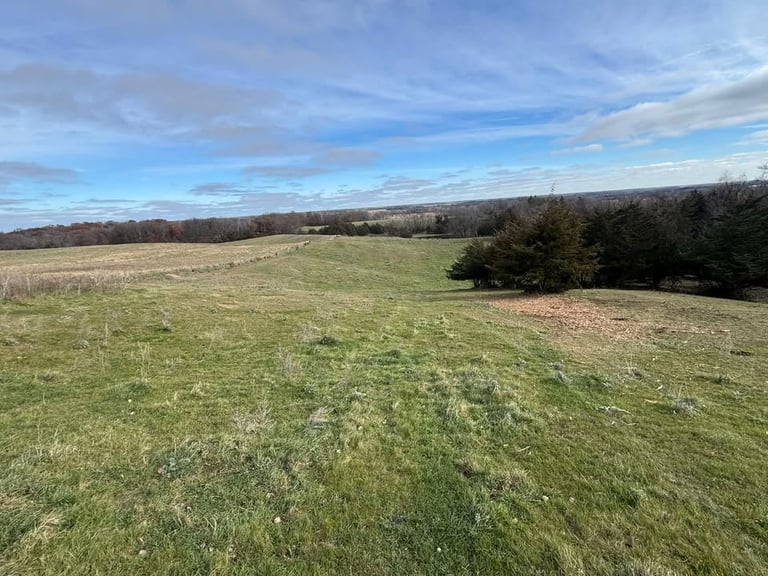 Rolling green pasture with forest line on right, scattered stones, and blue sky with clouds overhead