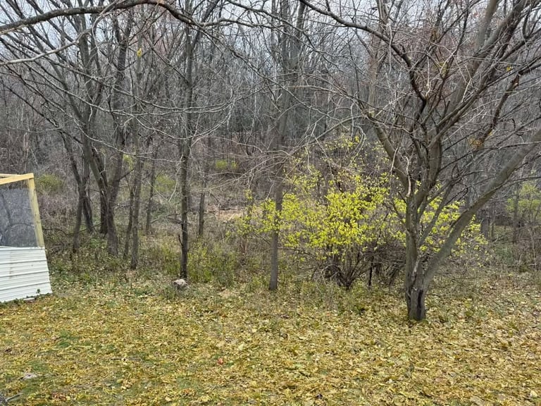 Wooded area with bare trees and early spring budding, covered in fallen leaves with a white structure visible on left