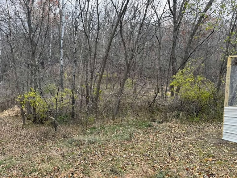 Wooded area with bare trees, brown leaf-covered ground, sparse green undergrowth, and a white structure visible on the right edge
