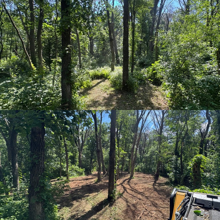 Two forest trail views showing wooded paths with tall trees, green foliage, and dappled sunlight filtering through the canopy