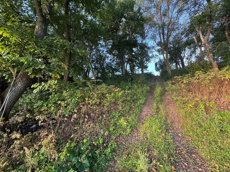 Overgrown field with tall grass and wild vegetation beneath a canopy of mature trees on a sunny day