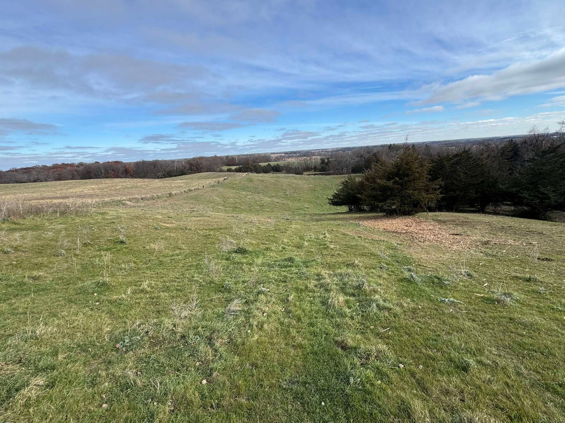 Rolling green pasture with evergreen trees lining the horizon under a partly cloudy blue sky