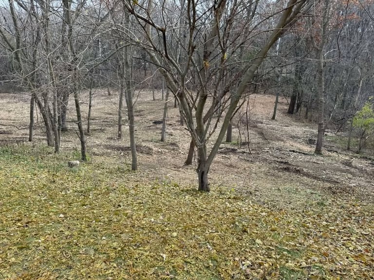 Bare deciduous trees scattered across a forest floor covered with fallen leaves and dried grass during late autumn or winter